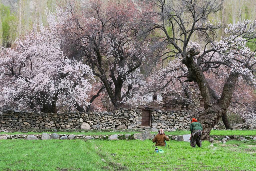 Turtuk village apricot trees and green fields in Ladakh
