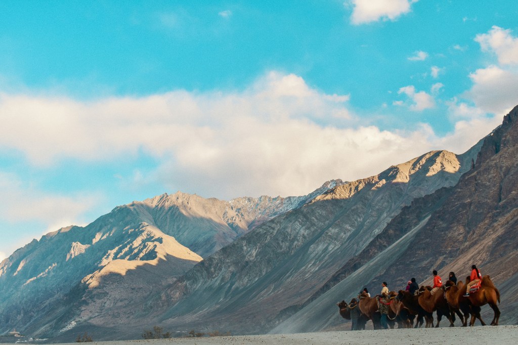 Camel ride through the mountains of Ladakh